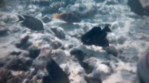 Coral Beach from Panorama Naama Heights (Кораловый пляж отеля Панорама Наама Хейтс). Sharm el Sheik