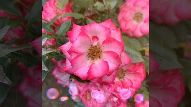 Музыка для отдыха и релаксации с цветами смотреть онлайн