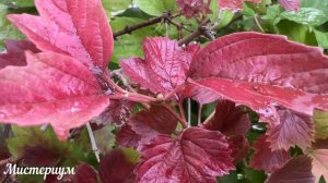 Чеснок, луковичные. Когда сажать по лунному календарю ОСЕНЬЮ 2023 ГОДА?