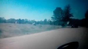 Стая гепардов напала на туристов в сафари- парке