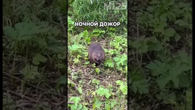 ФАУНА ПАРКА «ЯУЗА» #москва #лето2024 #лето #кудасходить #яуза #животные #animals