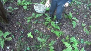 Как мы ЗОЛОТО и ГРИБЫ искали с металлоискателем Quest X10