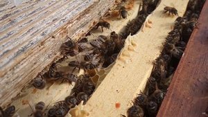 Весенняя профилактика пчёл муравьиной кислотой от варроатоза (клеща)