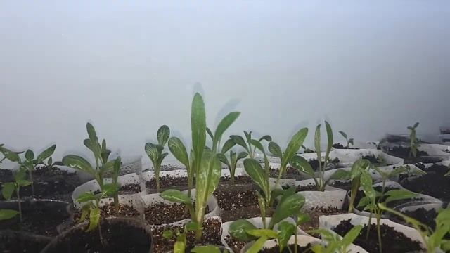 Артишок. Что любит и как выглядит рассада. Обзор и наглядная подсказка по идеальному содержанию! смотреть онлайн