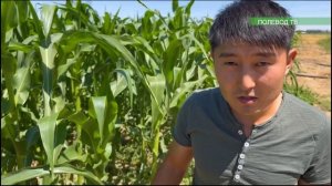 ПУЗЫРЧАТАЯ ГОЛОВНЯ НА КУКУРУЗЕ!