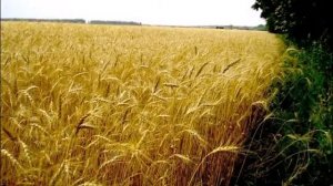 Мне поле дорого.    Муз.  Н.  Зубарева-Ананьевского.  Сл.  В.  Бокова.