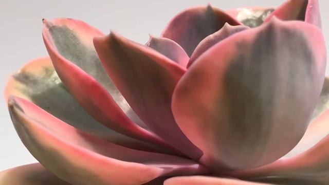 Echeveria ‘Rainbow’ смотреть онлайн