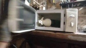 Сушка пробы морты! ( мореный дуб для   правильных трубок)