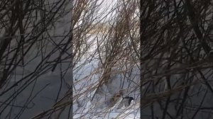 Охота на зайца с РПГ 7 месяцев !! Первый голос!!