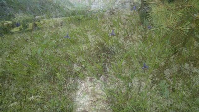 Горный Пан-ТЫ 2016 смотреть онлайн