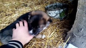 КЛИП  ПРО БЕЗДОМНЫХ СОБАК, ОТ МЕХАНИК. ТВ