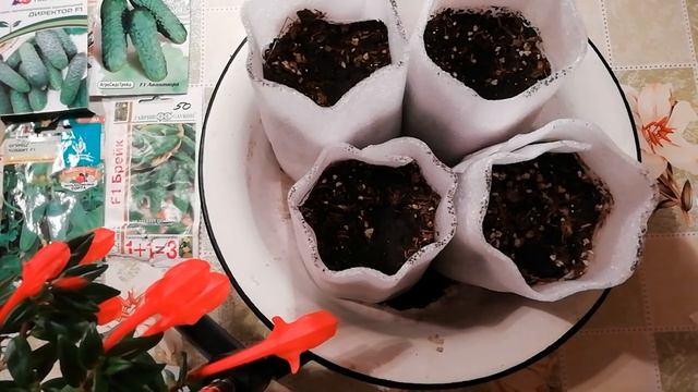 Посадка огурцов для раннего урожая. КАК НЕ ОШИБИТЬСЯ с выбором семян?!
