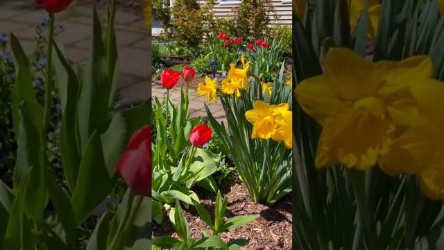 beautiful flower garden #flowers #flowerspot #bloom #blooming  #amazing