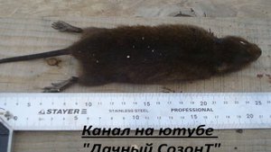 Водяная полевка - как ее поймать