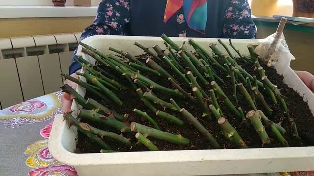 Розы. Секреты выращивания. Черенкование роз. смотреть онлайн