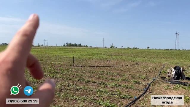 25 МАЯ 2023. ЦВЕТЕНИЕ КЛУБНИКИ. РАБОТА НОВОГО ПРОПОЛЬНИКА.