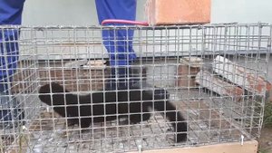Норка хищный зверек