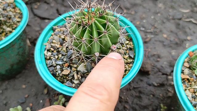 Дела житейские 28.07.23 #город61#садогород #прогулка #обзор #комнатныецветы #черныйпомидор #алокази смотреть онлайн