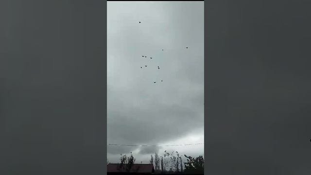 голуби.Александра.с.Таловое.Воронежской.обл.