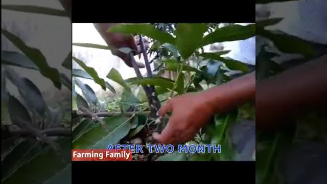 #grafting bonsai mango смотреть онлайн