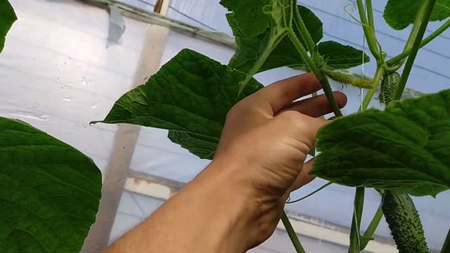 МИНУСЫ ОГУРЦА КИБРИЯ! смотреть онлайн