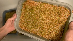 Гидропоника - зелёный корм для птицы и  животных. Проращивание пшеницы в домашних условиях.