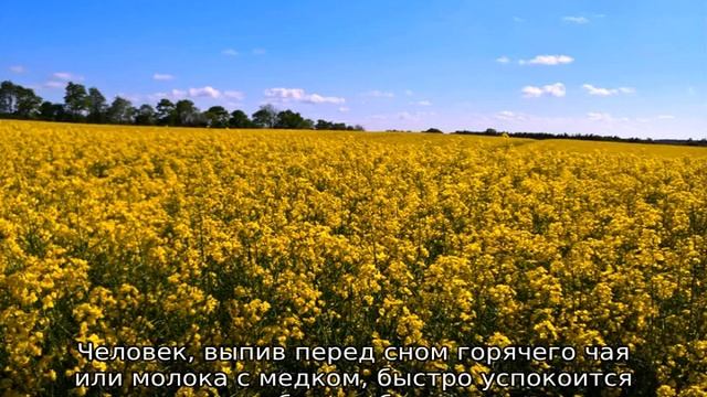 Рапсовый мед смотреть онлайн