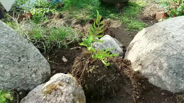Посадка растений на альпийской горке