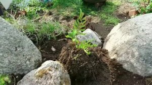 Посадка растений на альпийской горке