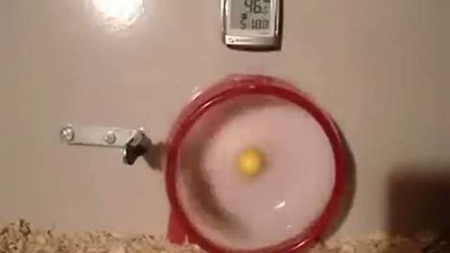 Хомяк-маньяк - бомба! смотреть онлайн