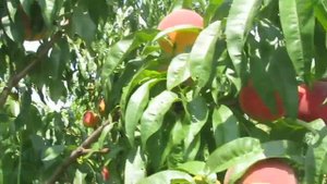 Персик Кандидатский