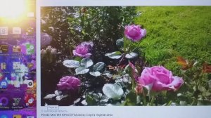 Общий план подкормок роз. Просто и доступно. Делюсь опытом.