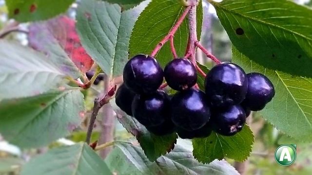 В ладу с природой 375 - как переработать урожай, целебные свойства рябины, листопад у вишни смотреть онлайн