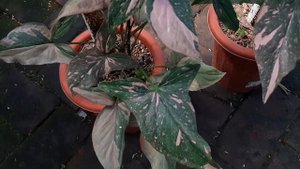 Syngonium Pink Splash