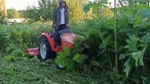 Как уничтожить Борщевик Сосновского