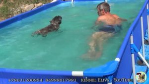Уроки плавания. Swimming lessons