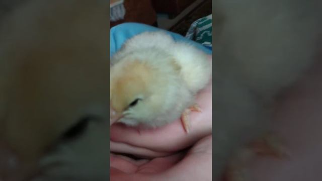 Цыпленок на руках смотреть онлайн