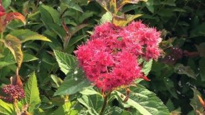 Plant of the Week: Double Play Doozie Spirea