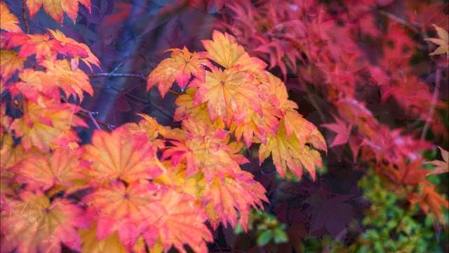 Художник осень смотреть онлайн