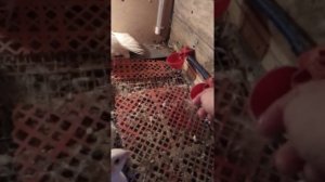 Куры и перепела в мини сарае.