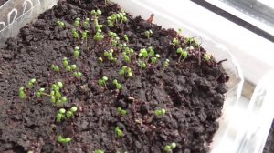 Семена клубники после стратификации взошли намного хуже!