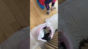 Как снять лак с паркета, ламината без шума и пыли ??