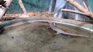 Синехвостый варан. 09.12.20 г.