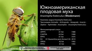 Южноамериканская плодовая муха  Anastrepha fraterculus (Wiedemann)