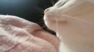 Котик нюхает бебру 10 минут