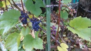 Обрываю  персики