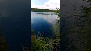 ловля карасей на вершу, в лесном болоте Орехово-Зуевский р-он