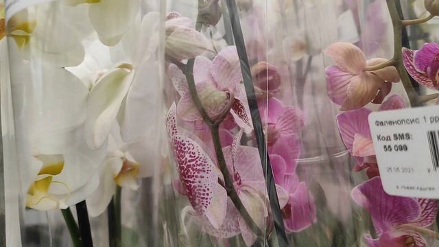Обзор свежих орхидей и садовых растений в Планета Лета смотреть онлайн