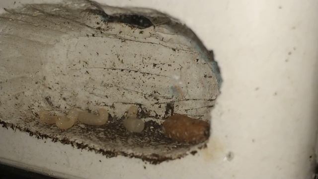 Пуля и мои пальчики на волоске от укуса)) Муравей-пуля / Paraponera clavata ants смотреть онлайн