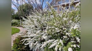 Спирея серая Грефшайм - королева весеннего сада.